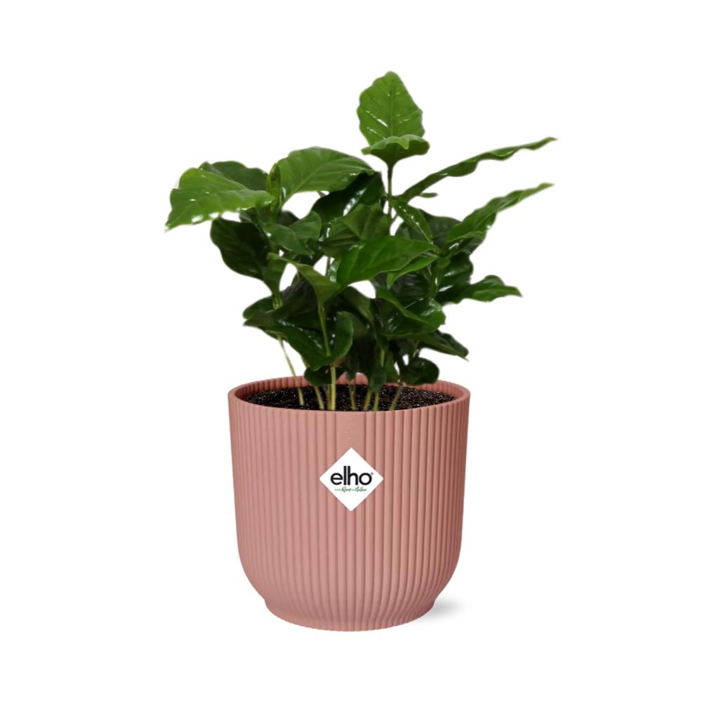 Koffie Arabica in ELHO Vibes Fold 14cm roze