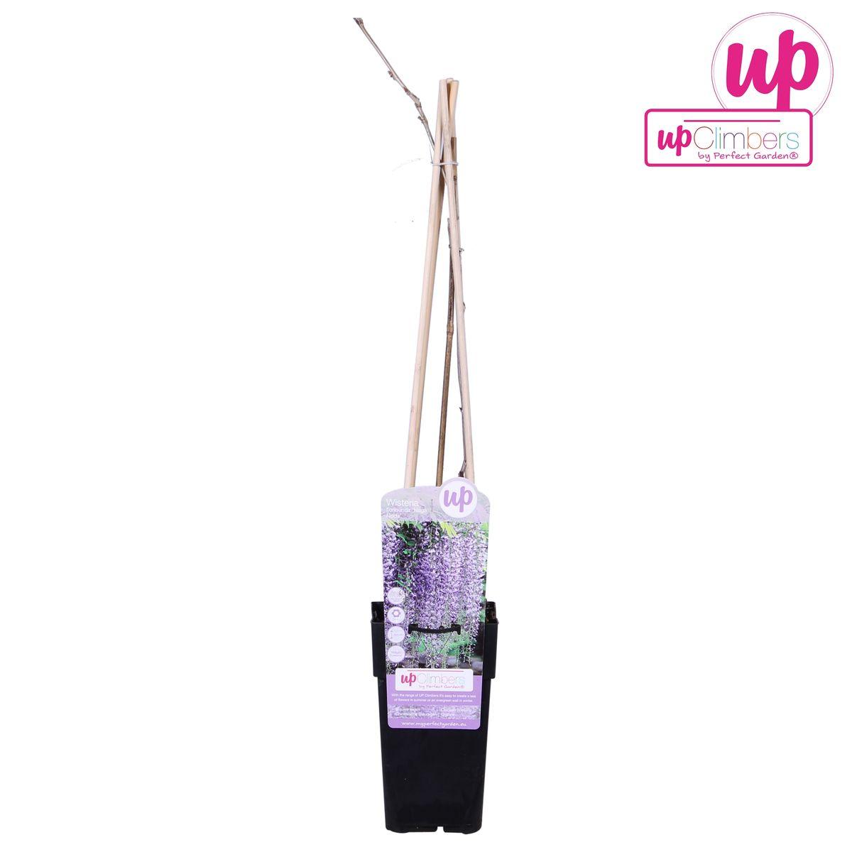 Blauweregen floribunda 'Naga Noda' - Paarse regen