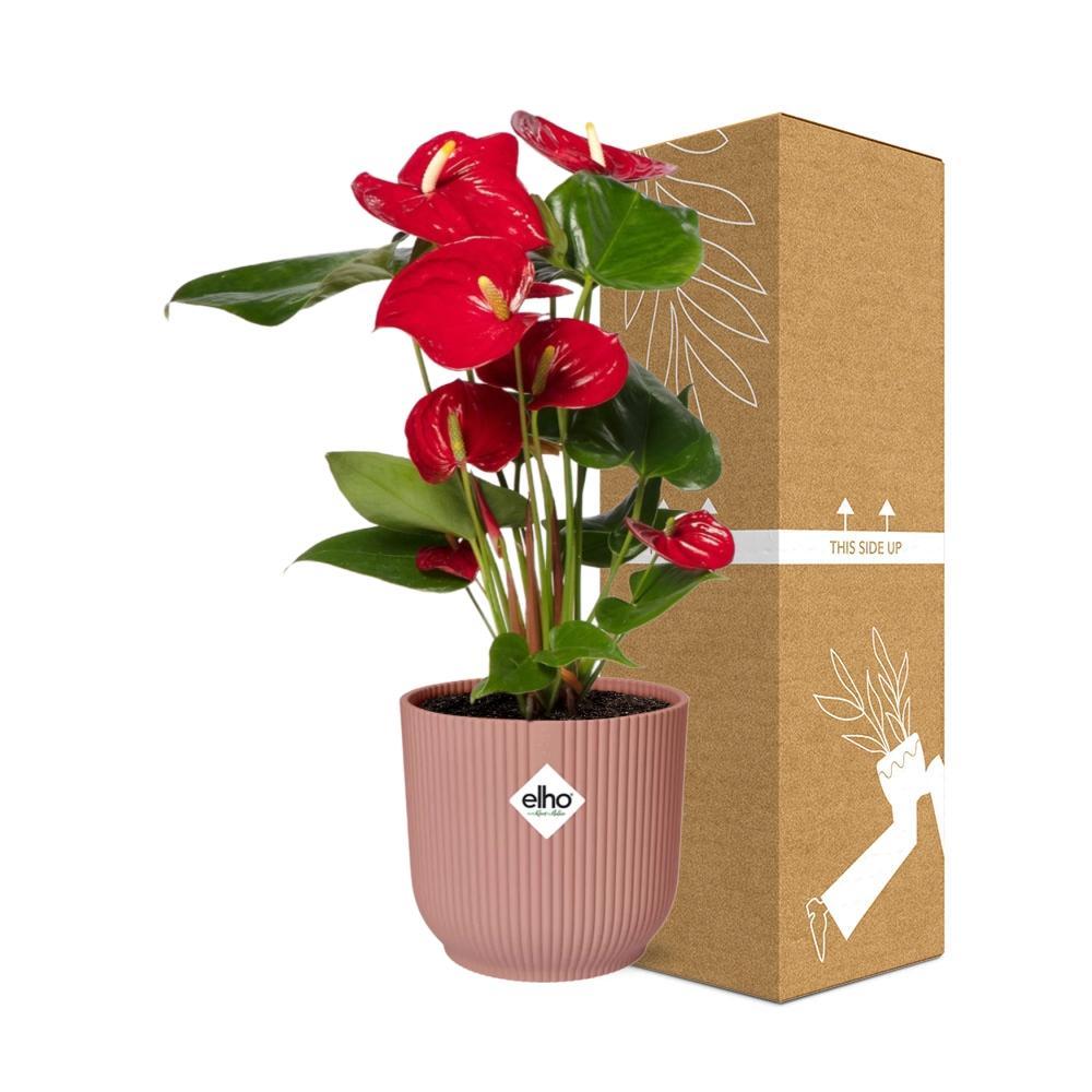 Anthurium Rood 12cm in ELHO Vibes Fold 14cm roze