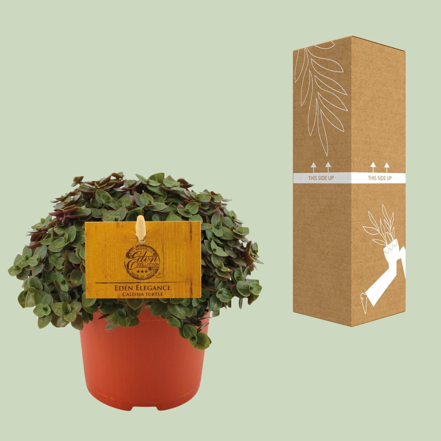 Callisia Schildpad - Ø10,5 ↕15