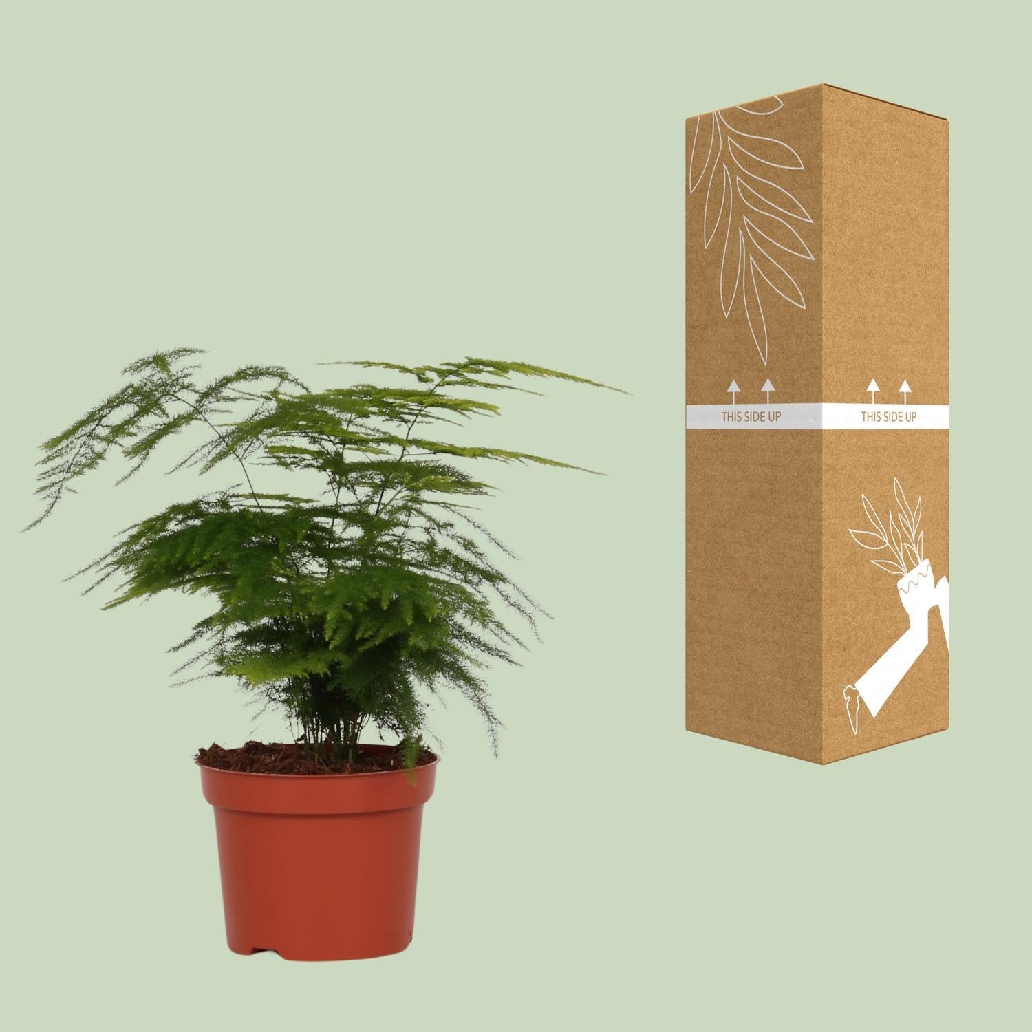 Asperges Setaceus - Ø12 - ?35cm