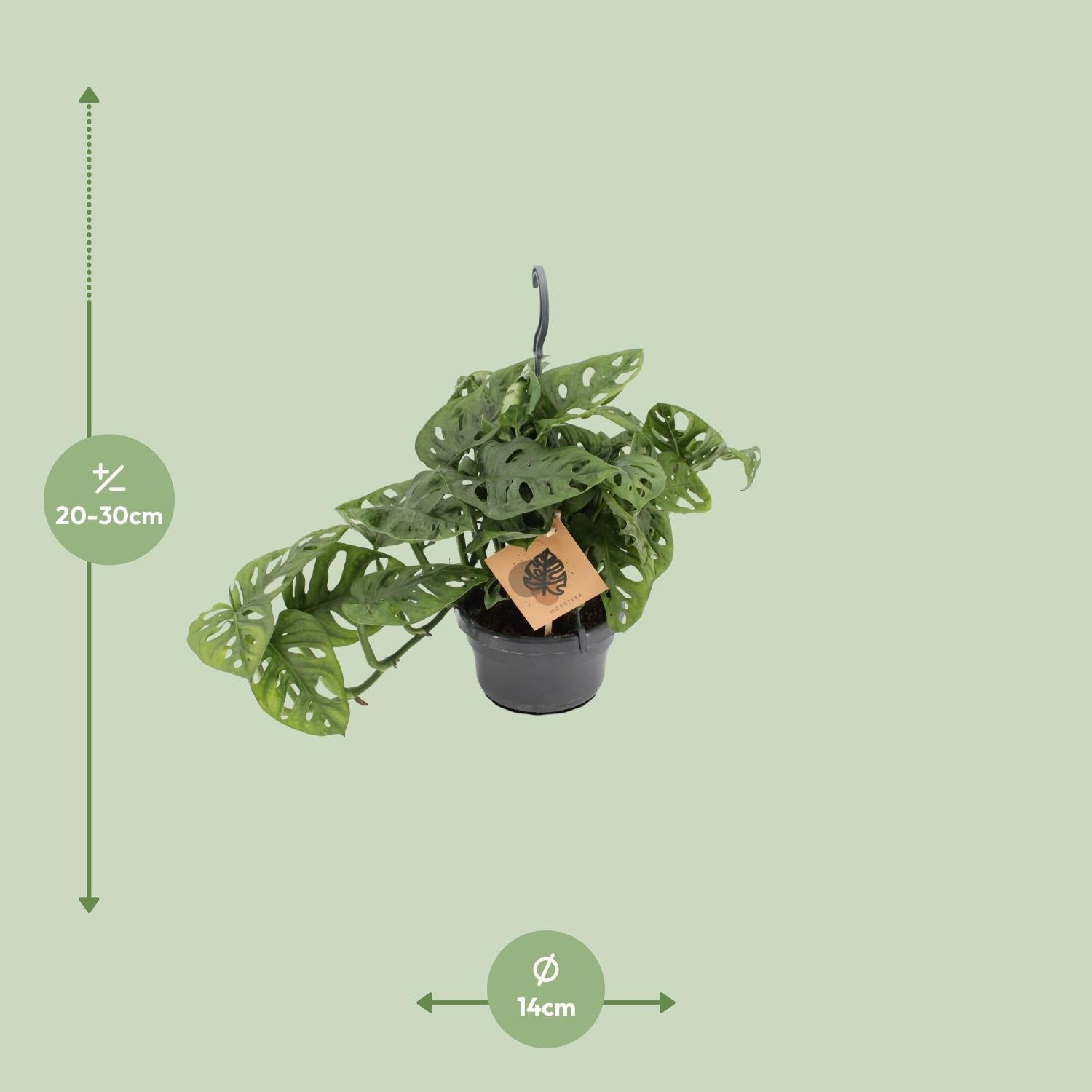 Monstera Aap - Ø14cm - ↕30cm