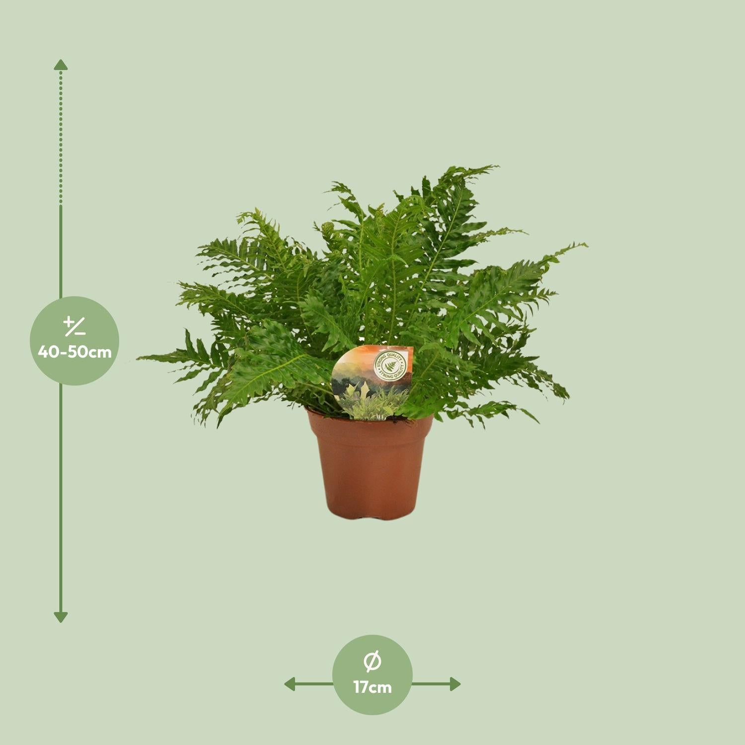 Blechnum Zilveren Dame - Ø17 ↕50
