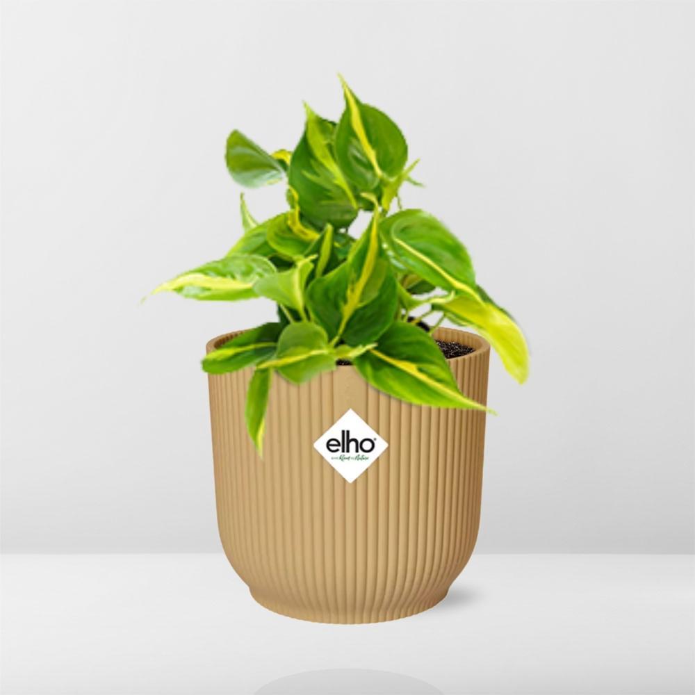 Philodendron Scandens 'Brasil' in ELHO Vibes Fold 14cm geel