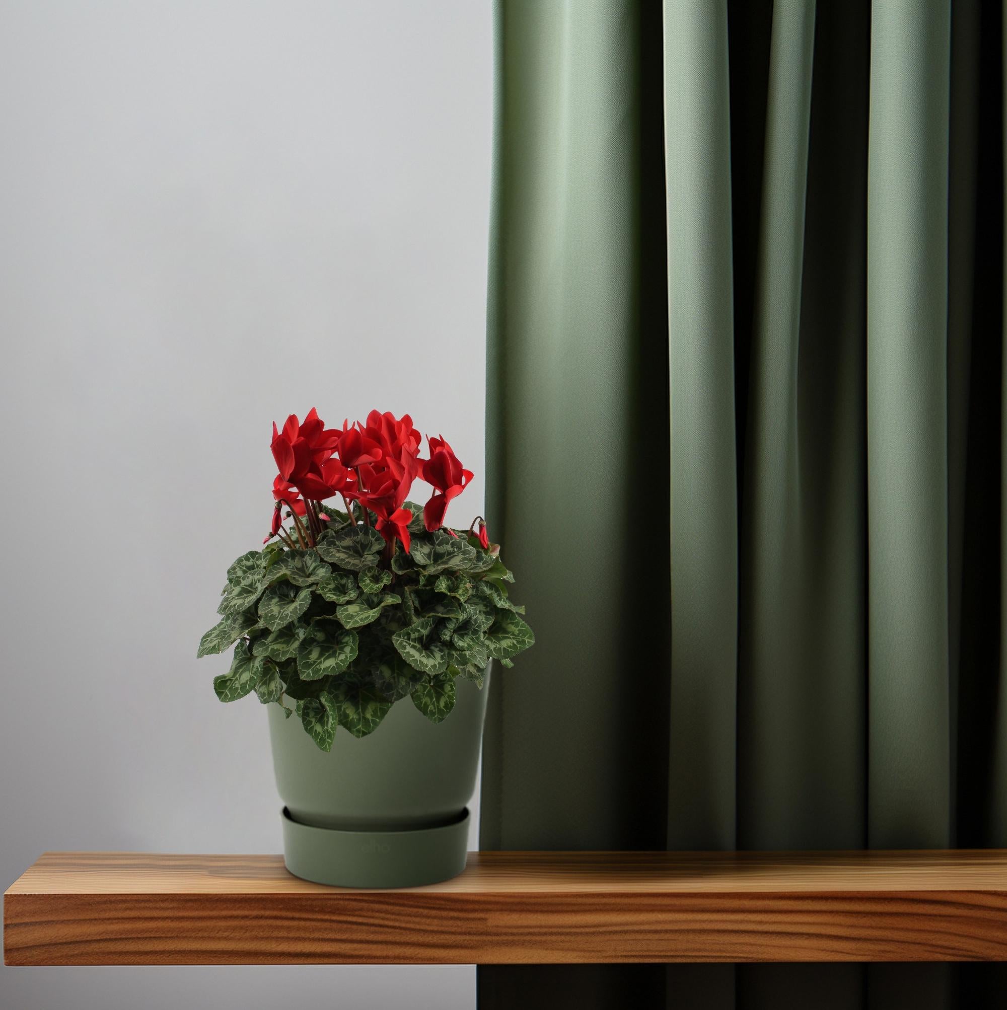 Cyclaam Rood - Ø17cm - ↕40cm