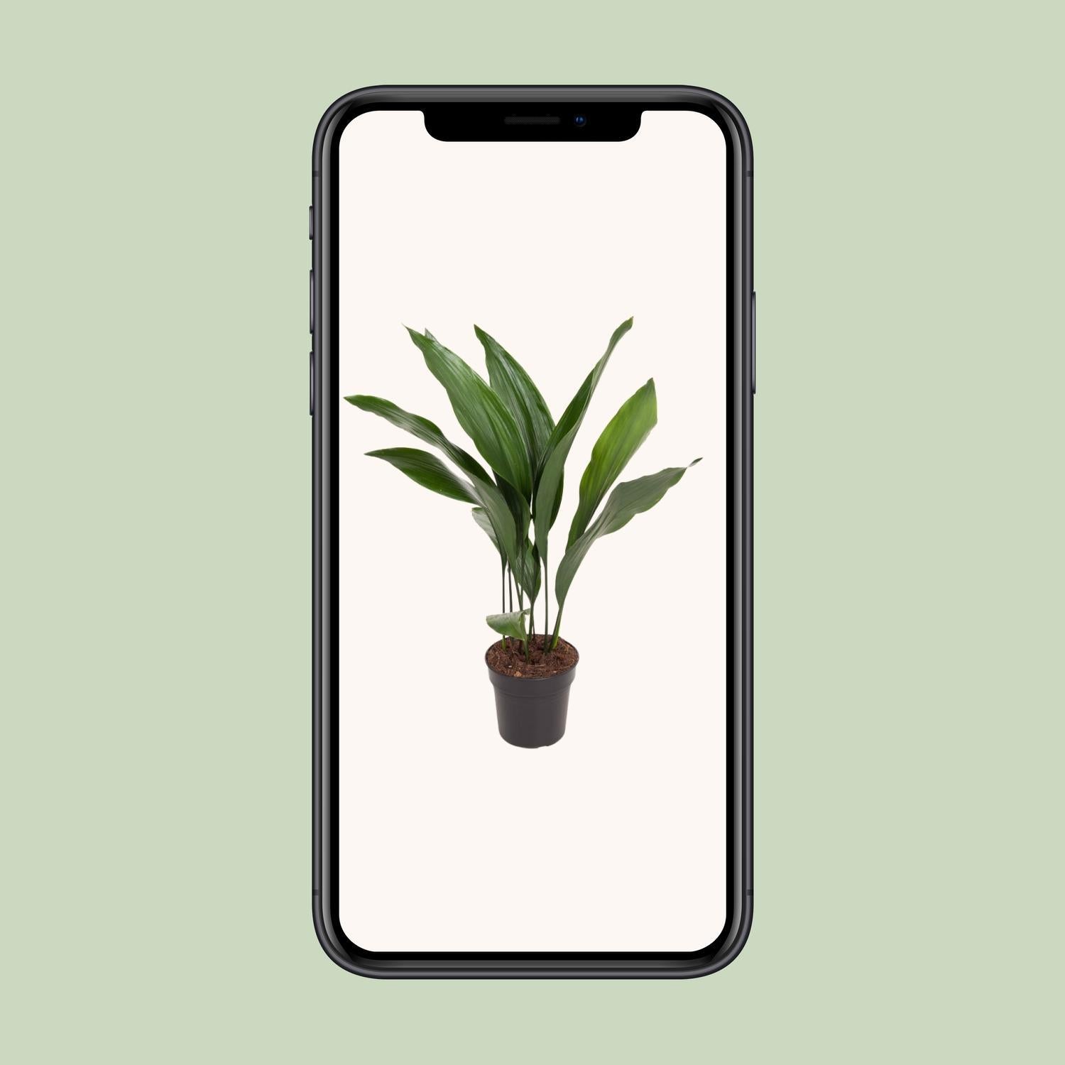 Aspidistra Elatior - Ø17cm - ↕70cm