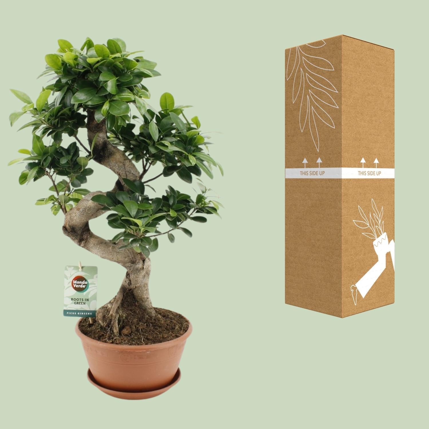 Ficus Ginseng - Ø22cm - ↕60cm