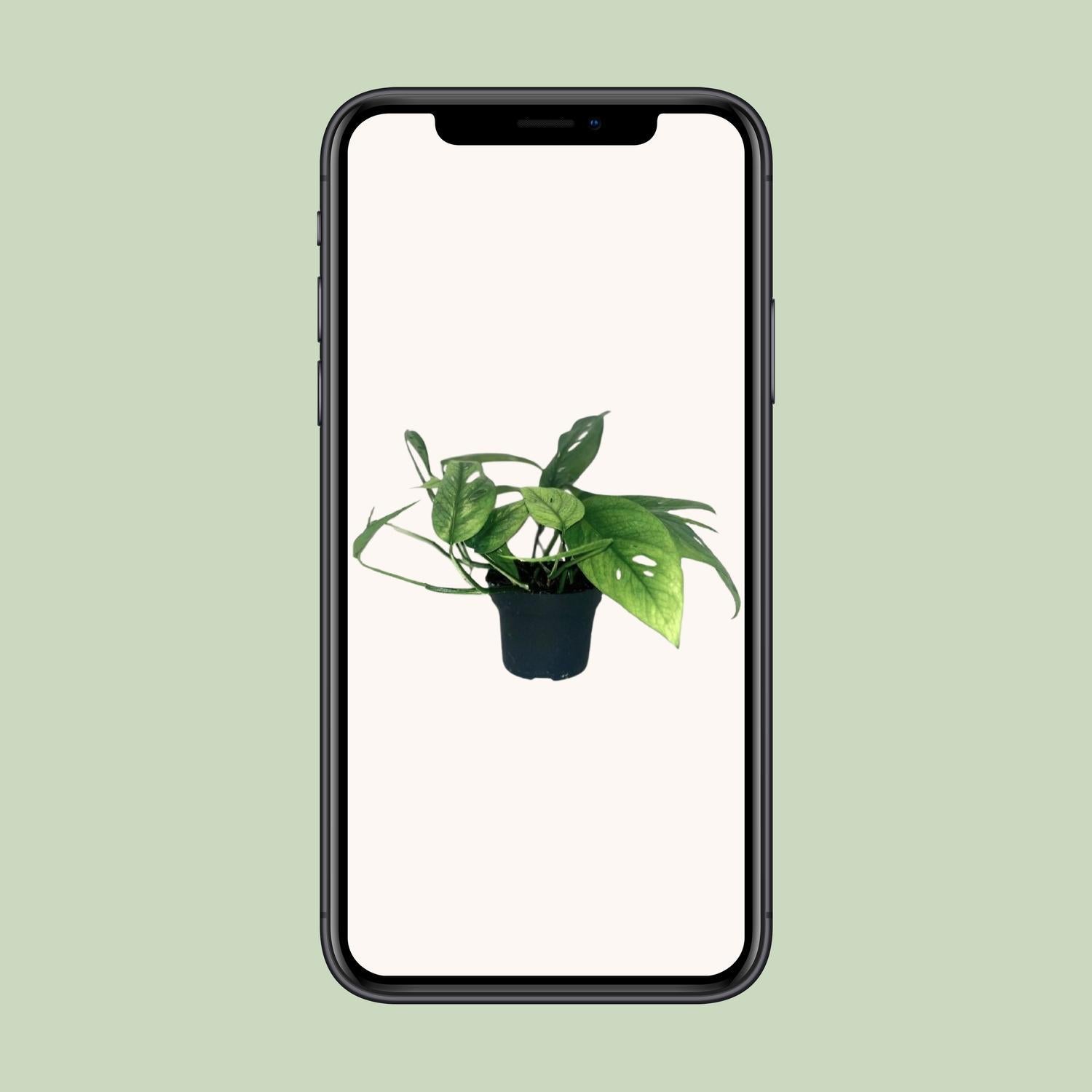 Epipremnum Cebu Blauw - Ø12cm - ↕20cm