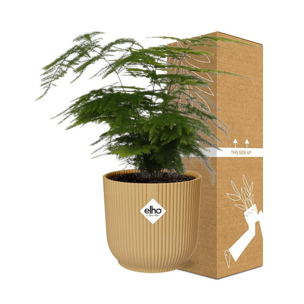 Asparagus Setaceus 'Plumosus' in ELHO Vibes Fold 14cm geel