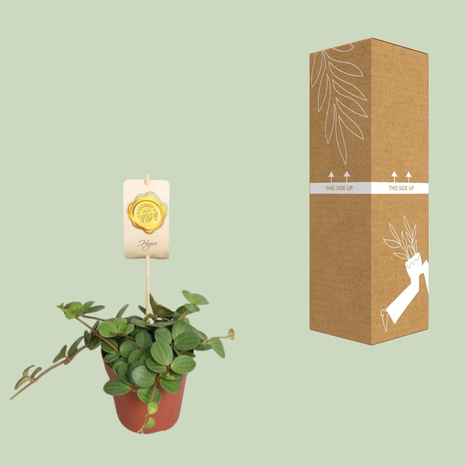 Peperomia Hoop - Ø12cm - ↕15cm