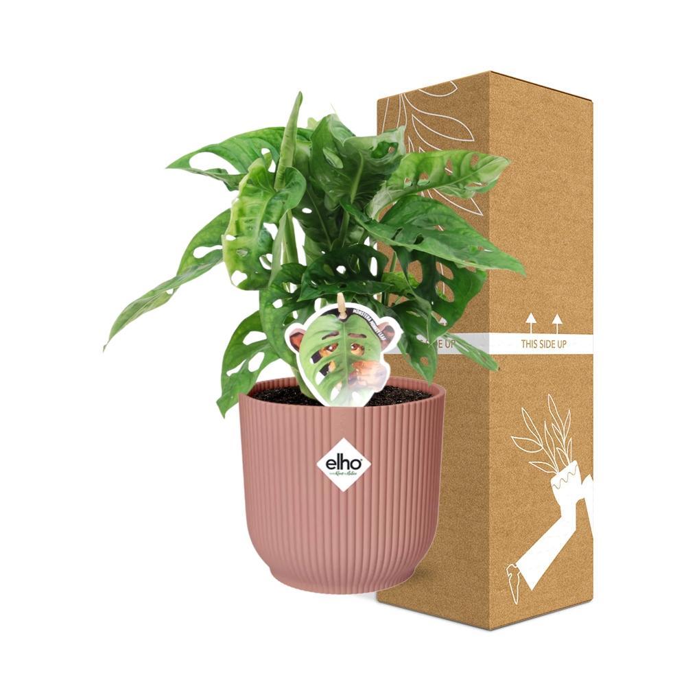 Monstera 'Monkey Leaf' in ELHO Vibes Fold 14cm roze