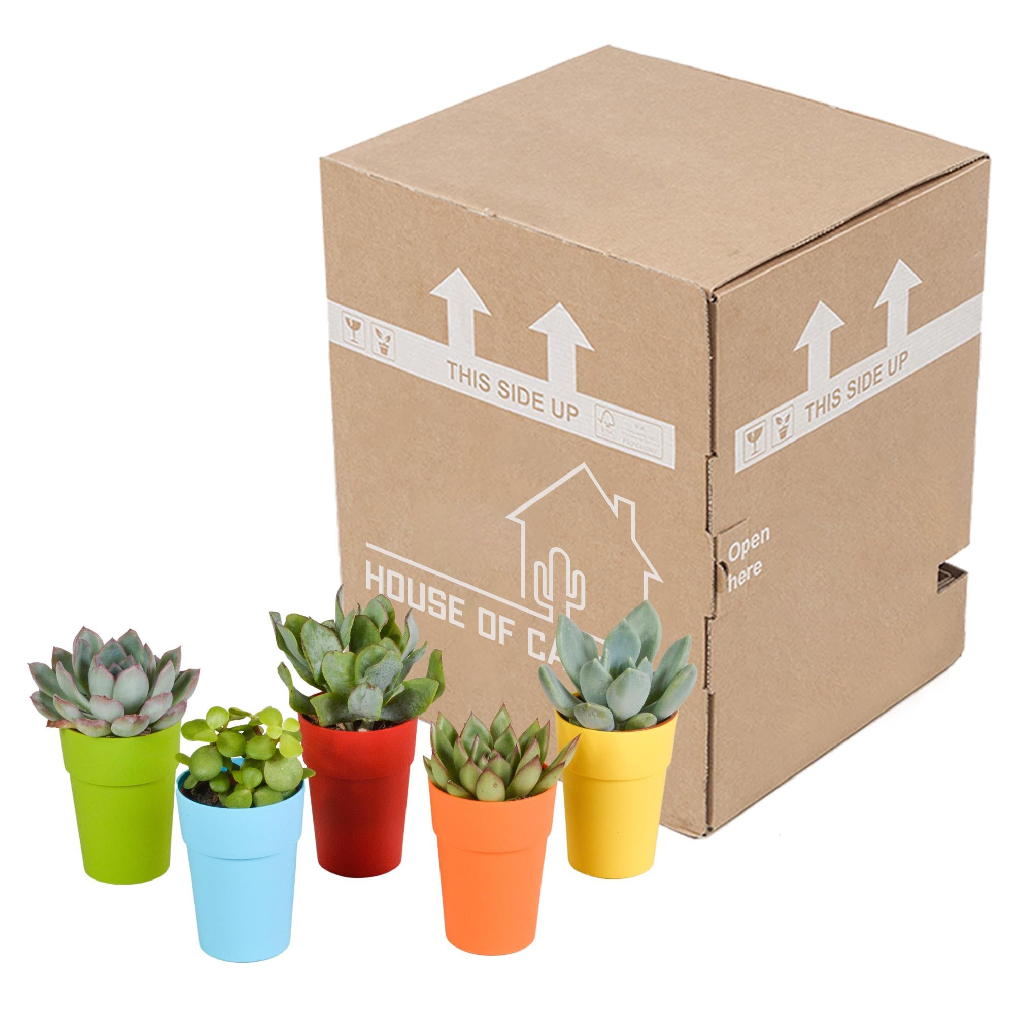 Vetplantenmix 5,5 cm - 5x - in kunststof pot