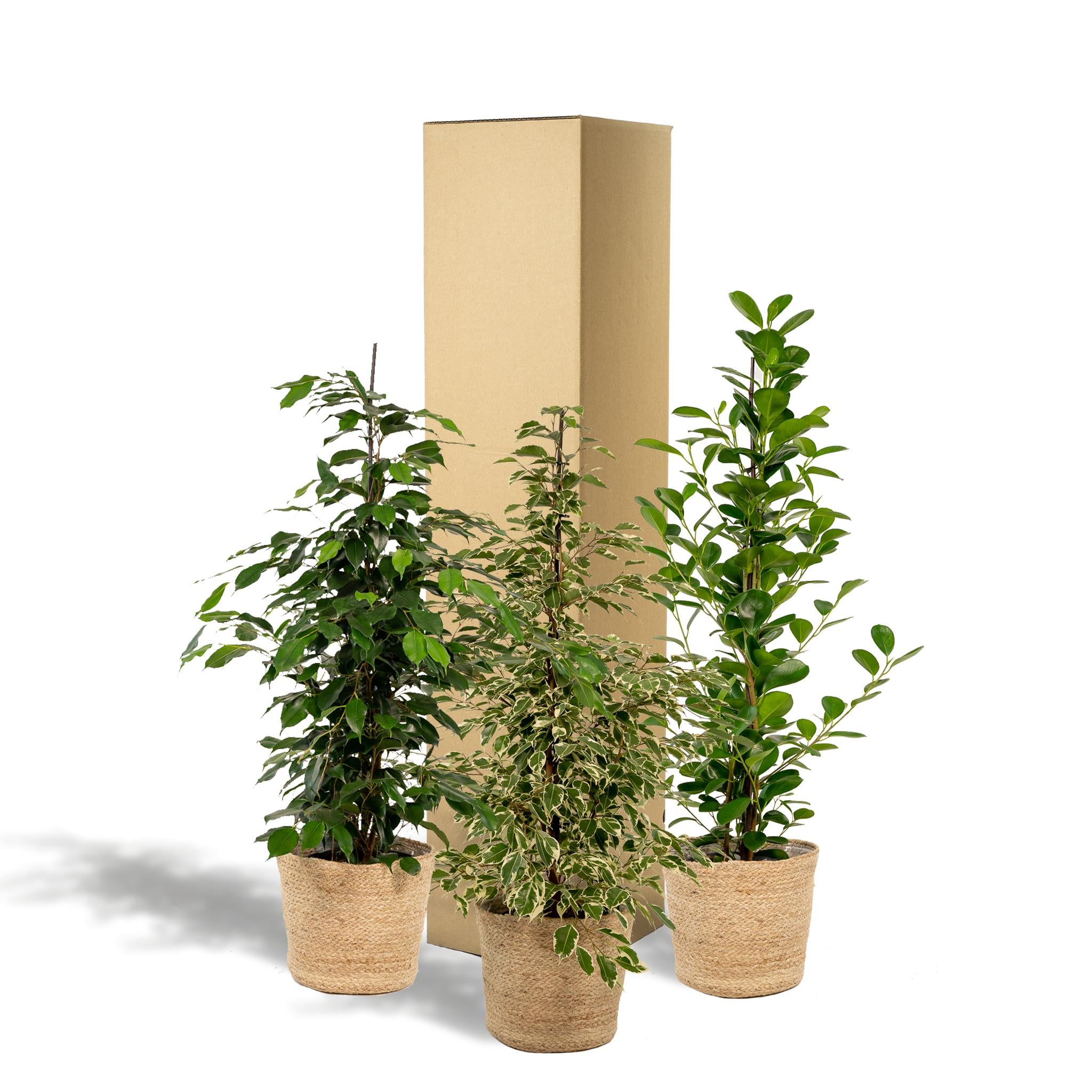 Ficus Benjamina Danielle - Ø21cm - ↕95cm + Ficus Benjamina Twilight - Ø21cm - ↕95cm + Ficus Microcarpa Moclame - Ø21cm - ↕95cm + Mand Selin