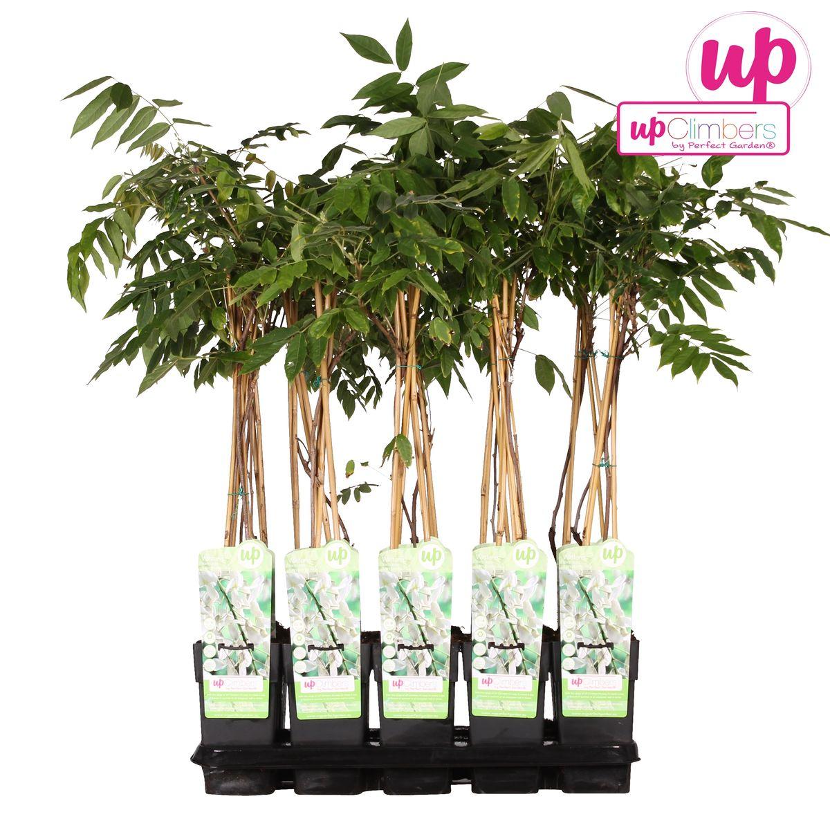 Wisteria floribunda Alba-Witte regen