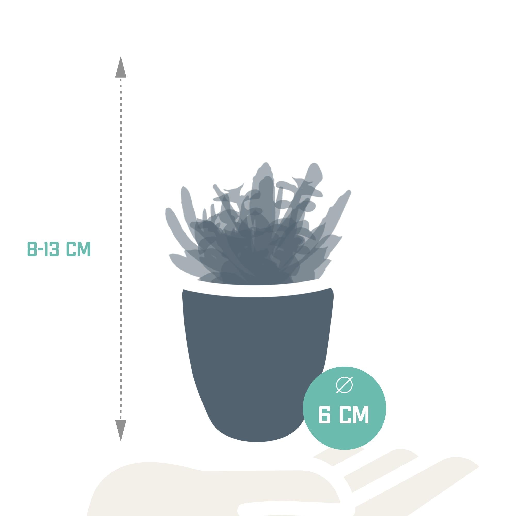 Vetplantenmix 5,5 cm - 5x - in witte pot