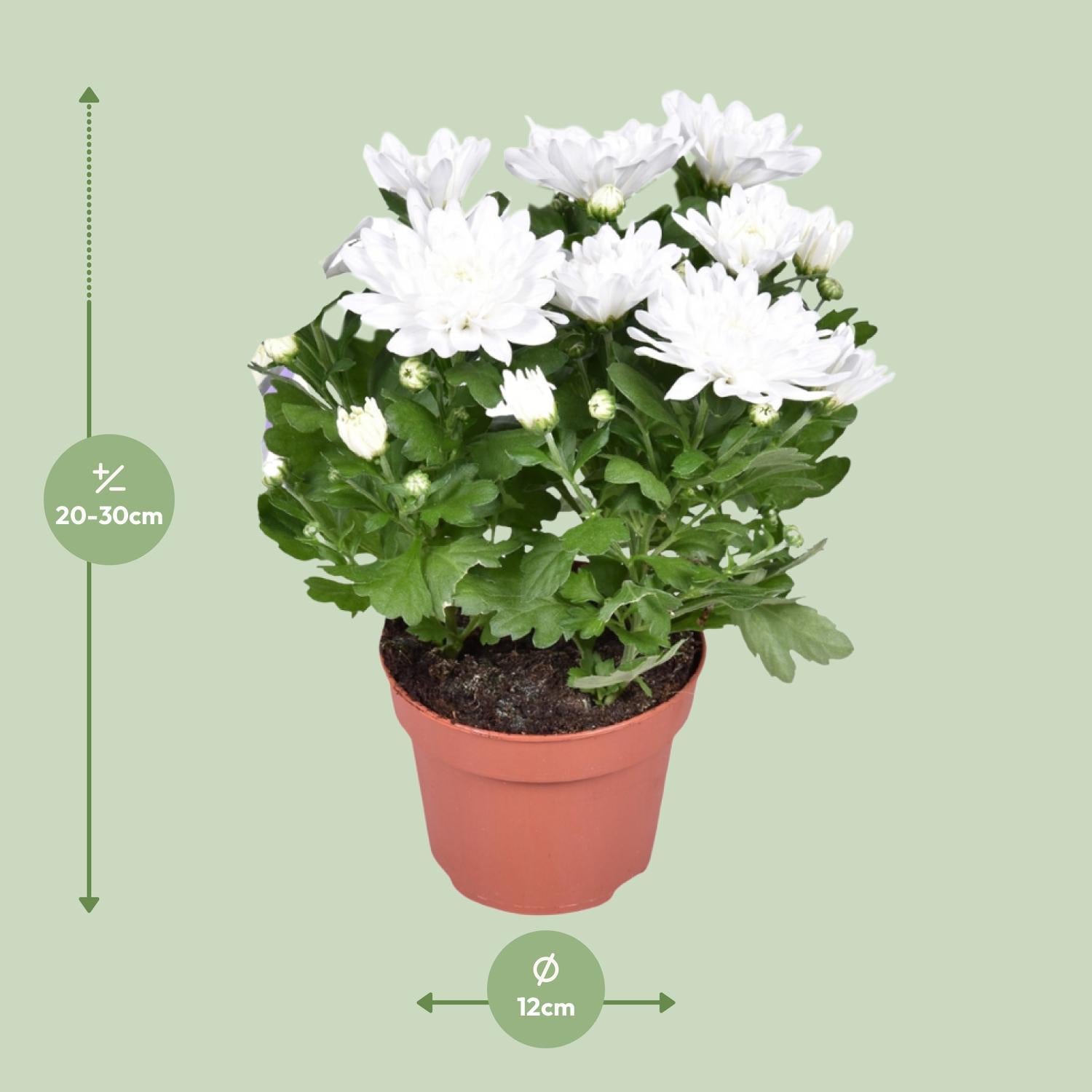 Chrysant Brave - Ø12cm - ↕26cm