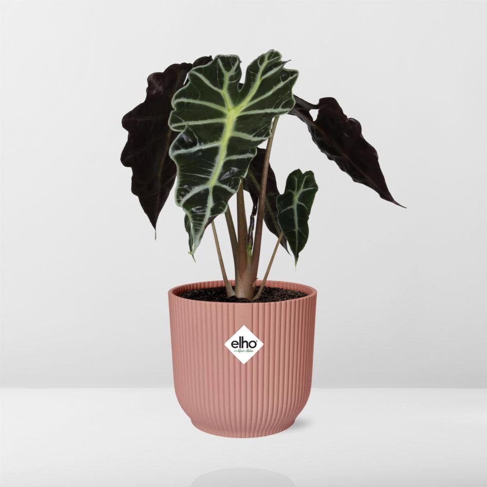 Alocasia 'Polly' in ELHO Vibes Fold 14cm roze