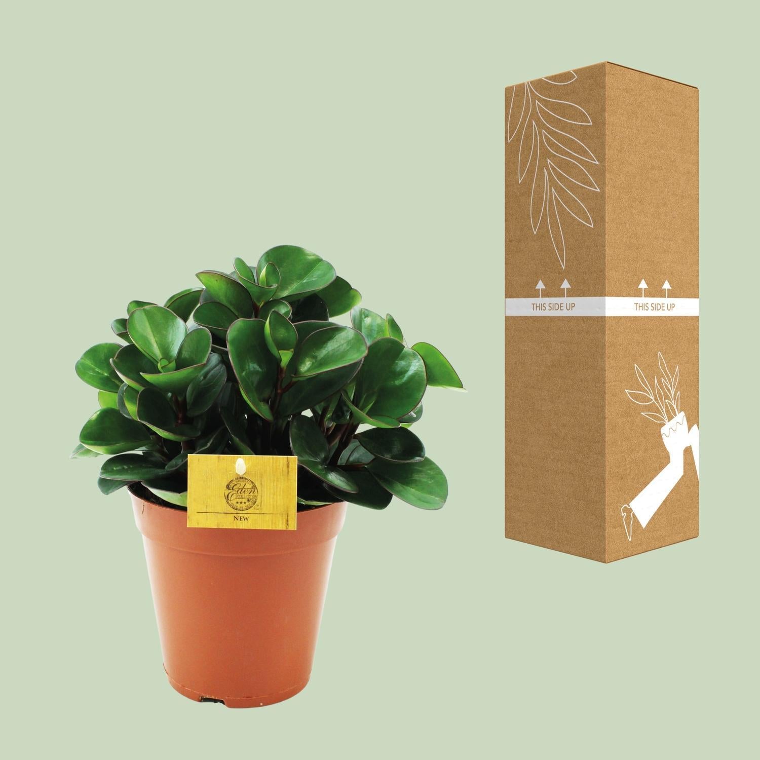 Peperomia Brandende Struik - Ø15cm - ↕25cm