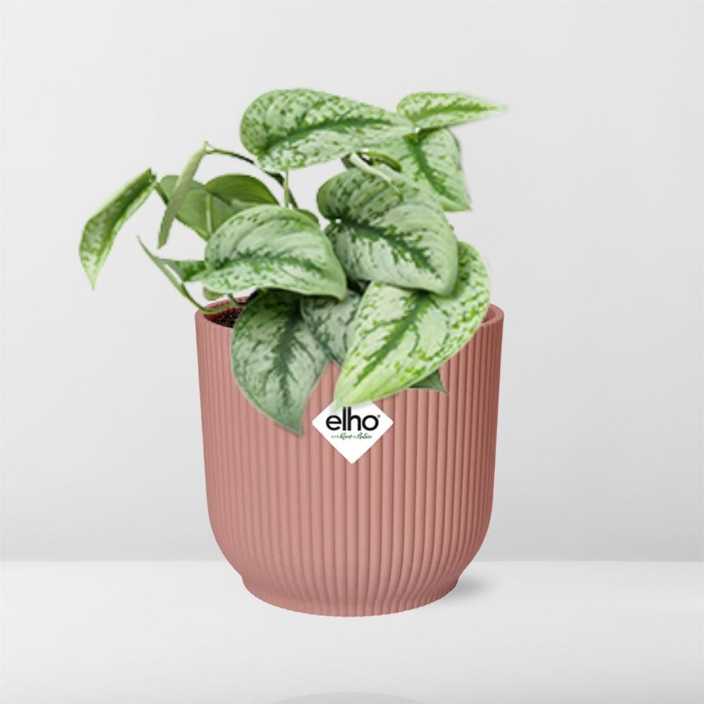Scindapsus Pictus 'Trebie' in ELHO Vibes Fold 14cm roze