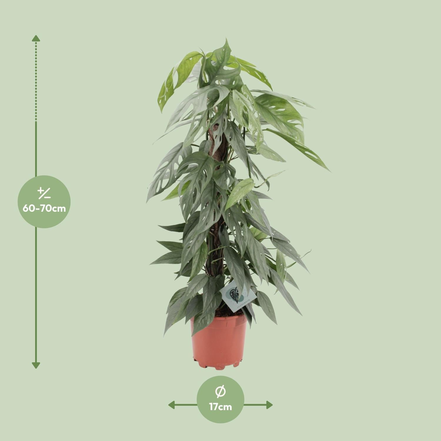 Epipremnum Pinnatum Cebu Blauw - Ø17cm - ↕65cm