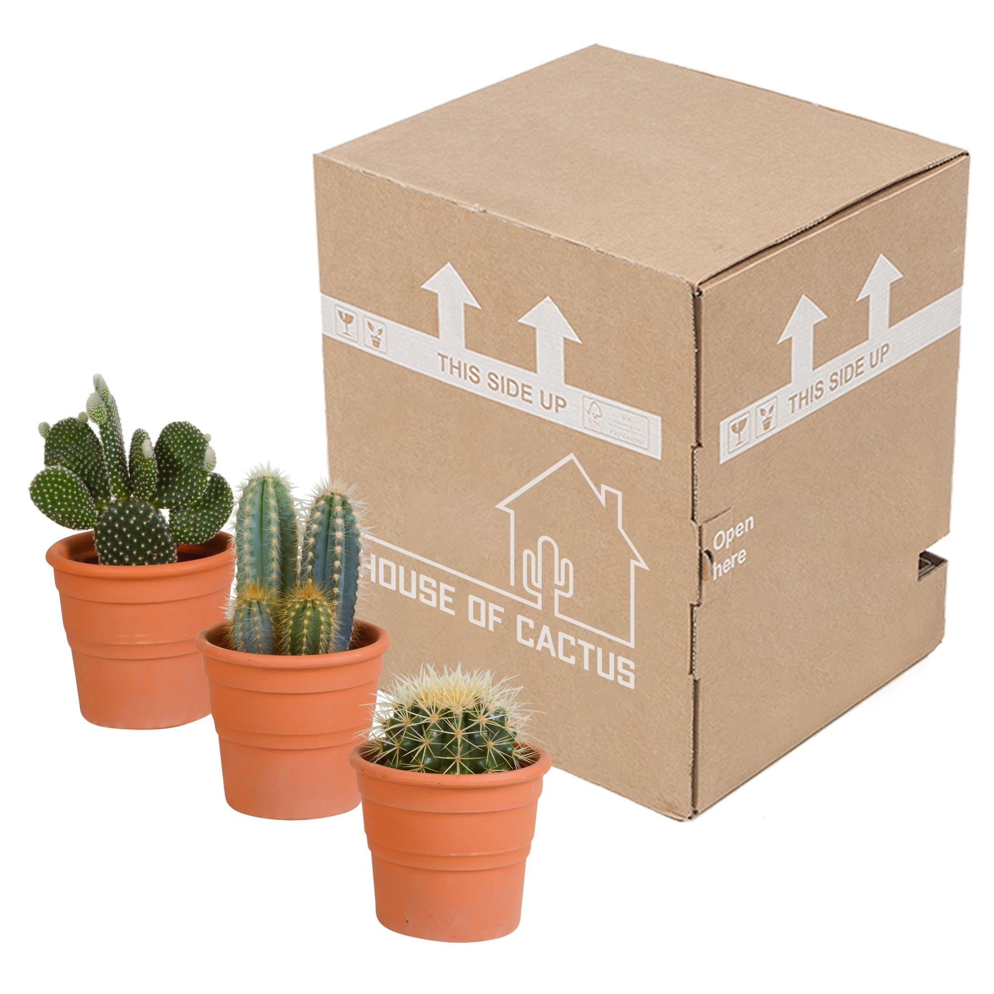 Cactusmix 10,5 cm - 3x - in terracotta pot