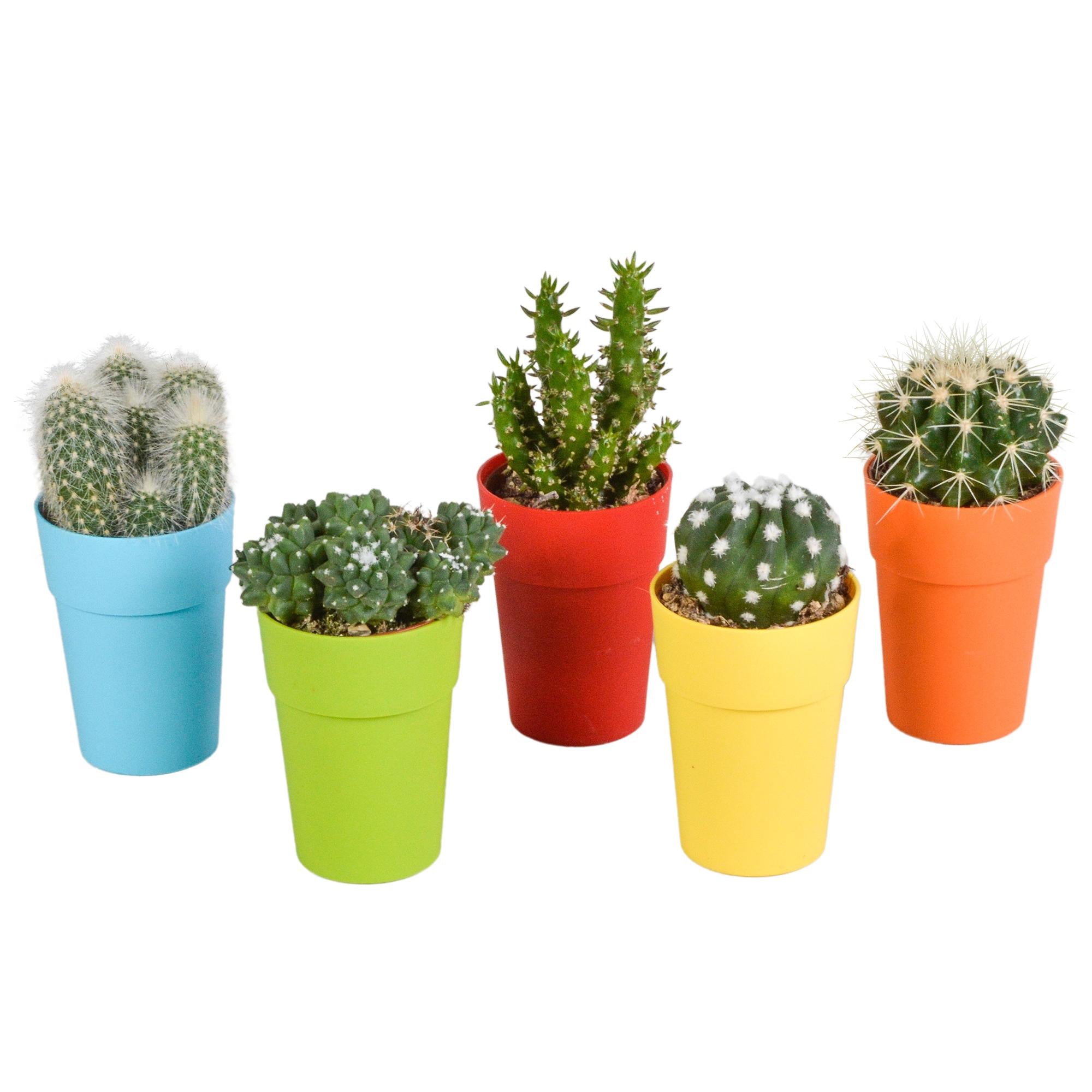 Cactusmix 5,5 cm - 5x - in kunststof pot
