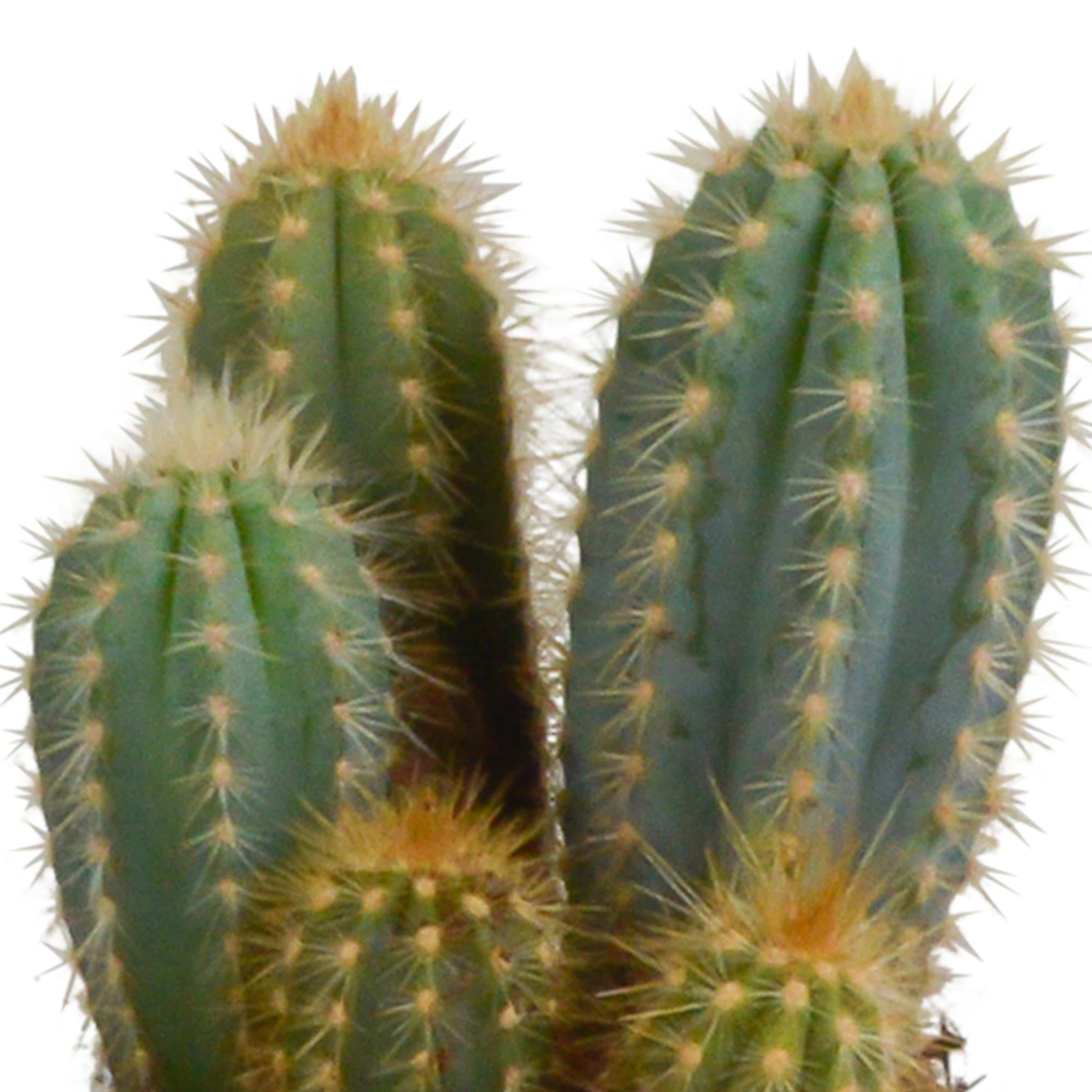 Cereus mix 10,5cm - 3x - in witte pot