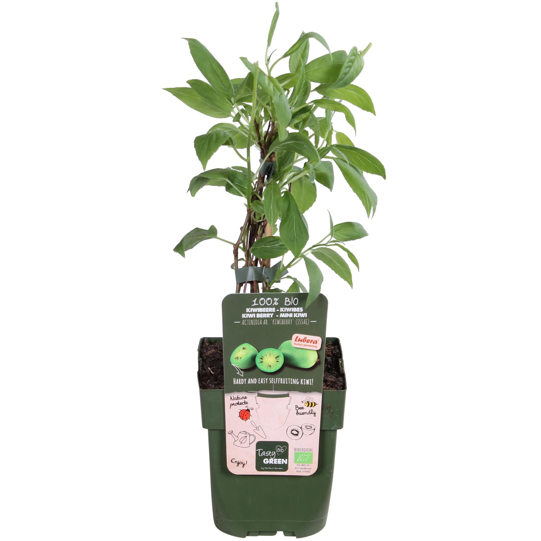 Actinidia arguta 'Issai' - Kiwi's