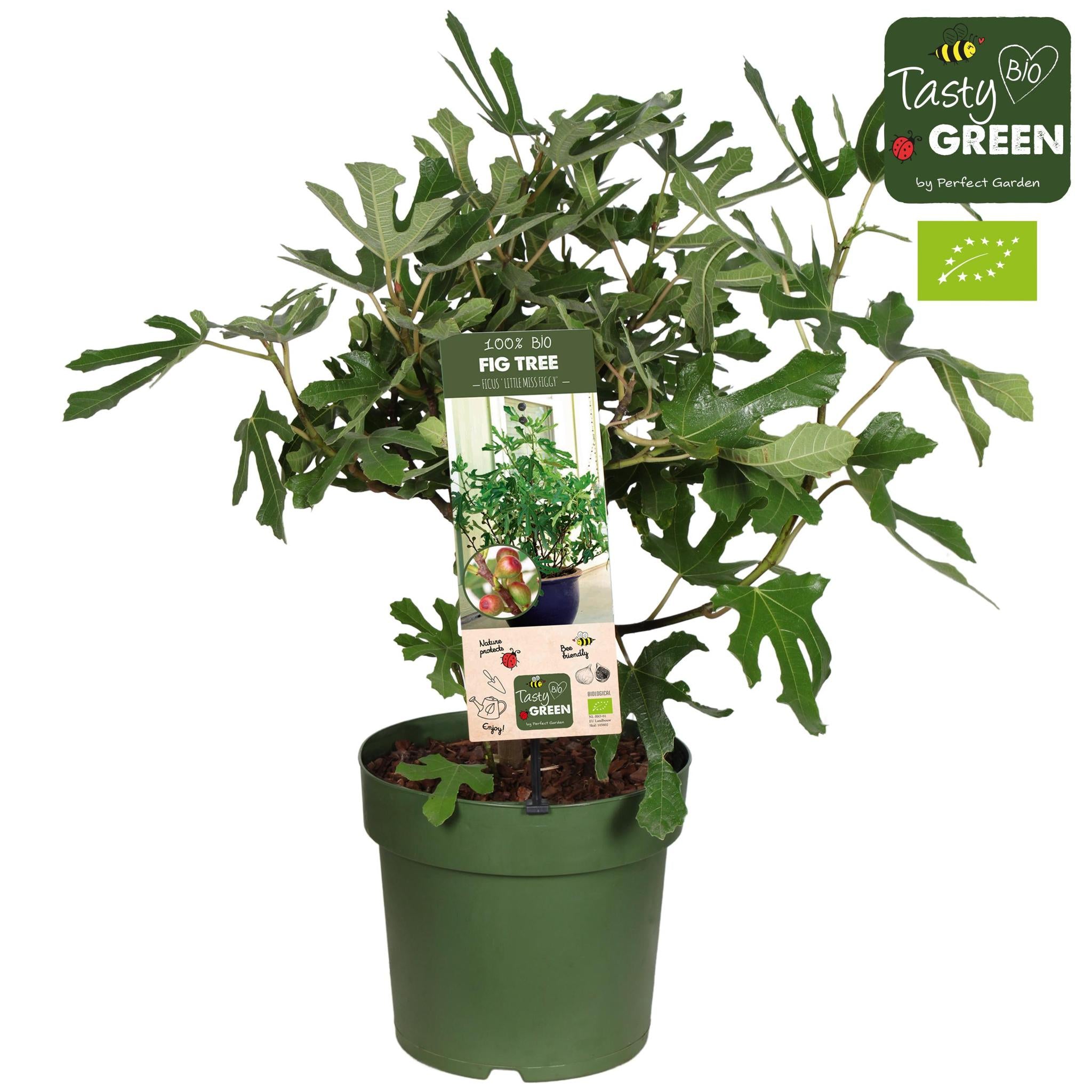 Ficus Carica 'Little Miss Figgy' Bio P23 - Ø23cm - ↕50cm