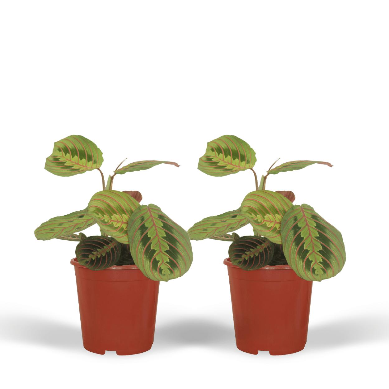 Maranta Tovenaar (Pijlwortel) - 2 stuks - Ø12cm - ↕20cm