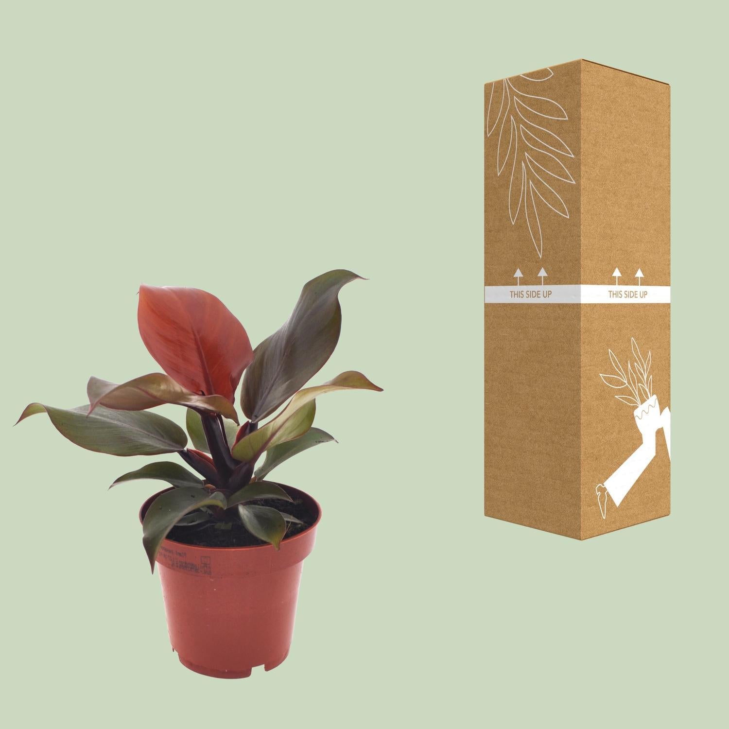 Philodendron Imperial Rood - Ø12cm - ↕25cm