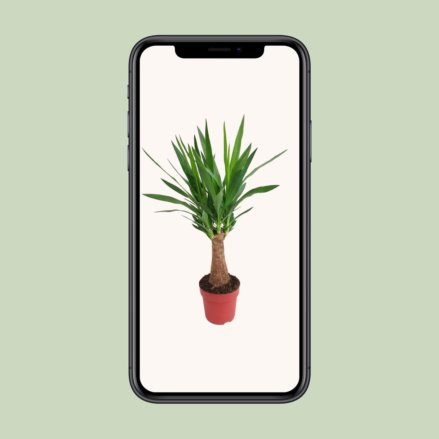 Yucca "Maya Boom" 30stam P19 - Ø19cm - ↕80cm