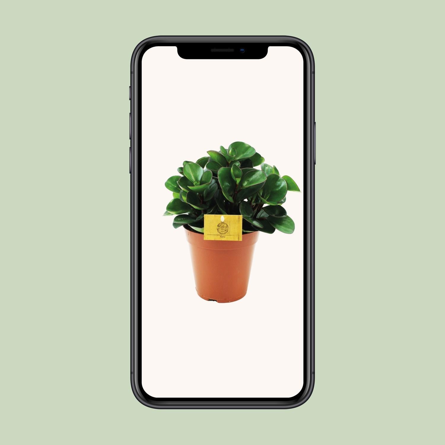 Peperomia Brandende Struik - Ø15cm - ↕25cm