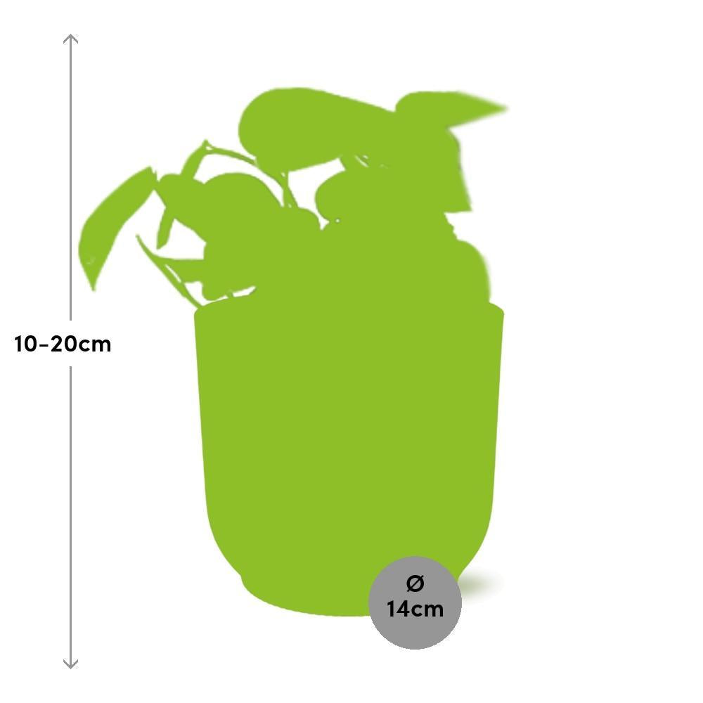 Scindapsus Pictus 'Trebie' in ELHO Vibes Fold 14cm roze