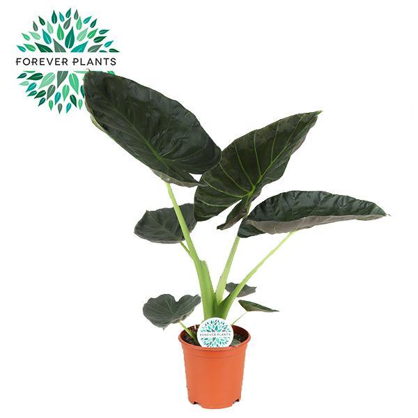 Alocasia Regal Schild - Ø21cm - ↕90cm