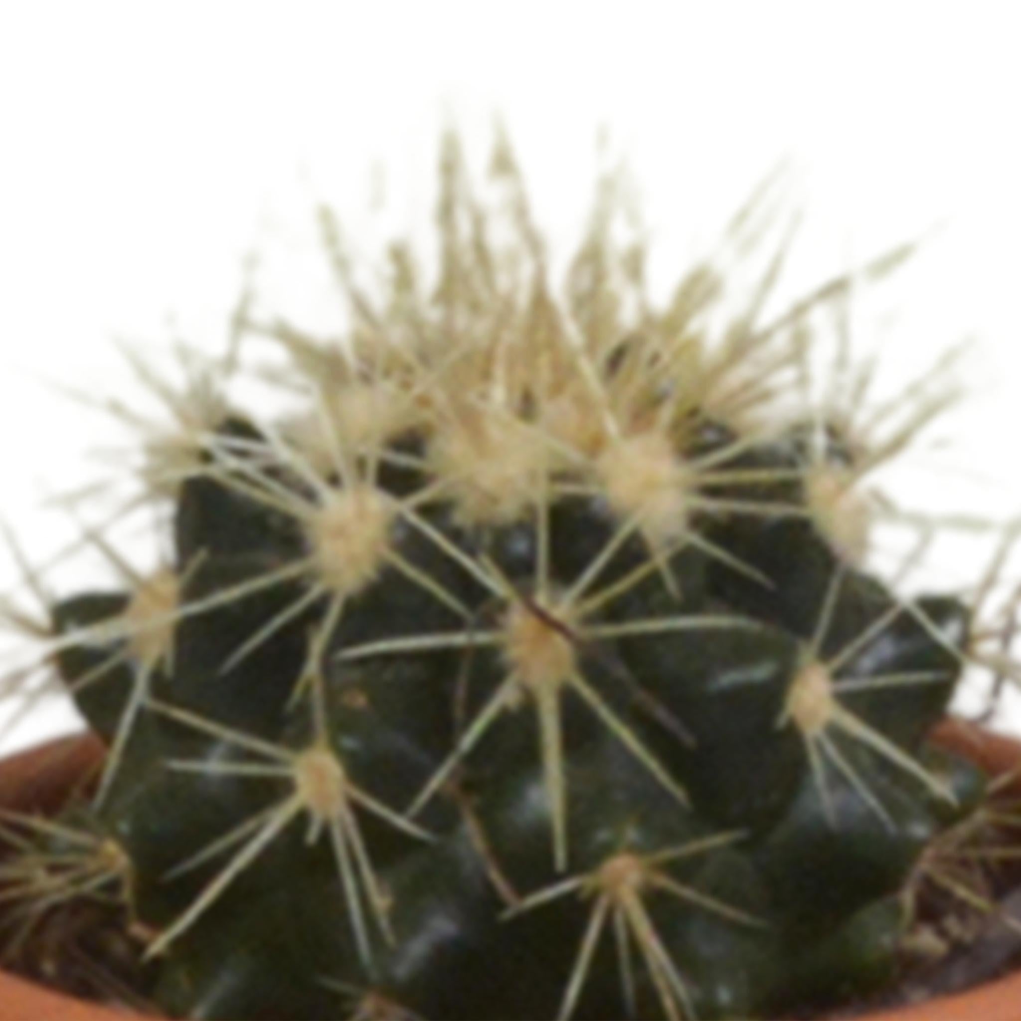 Cactusmix 5,5 cm - 5x - in terracotta pot
