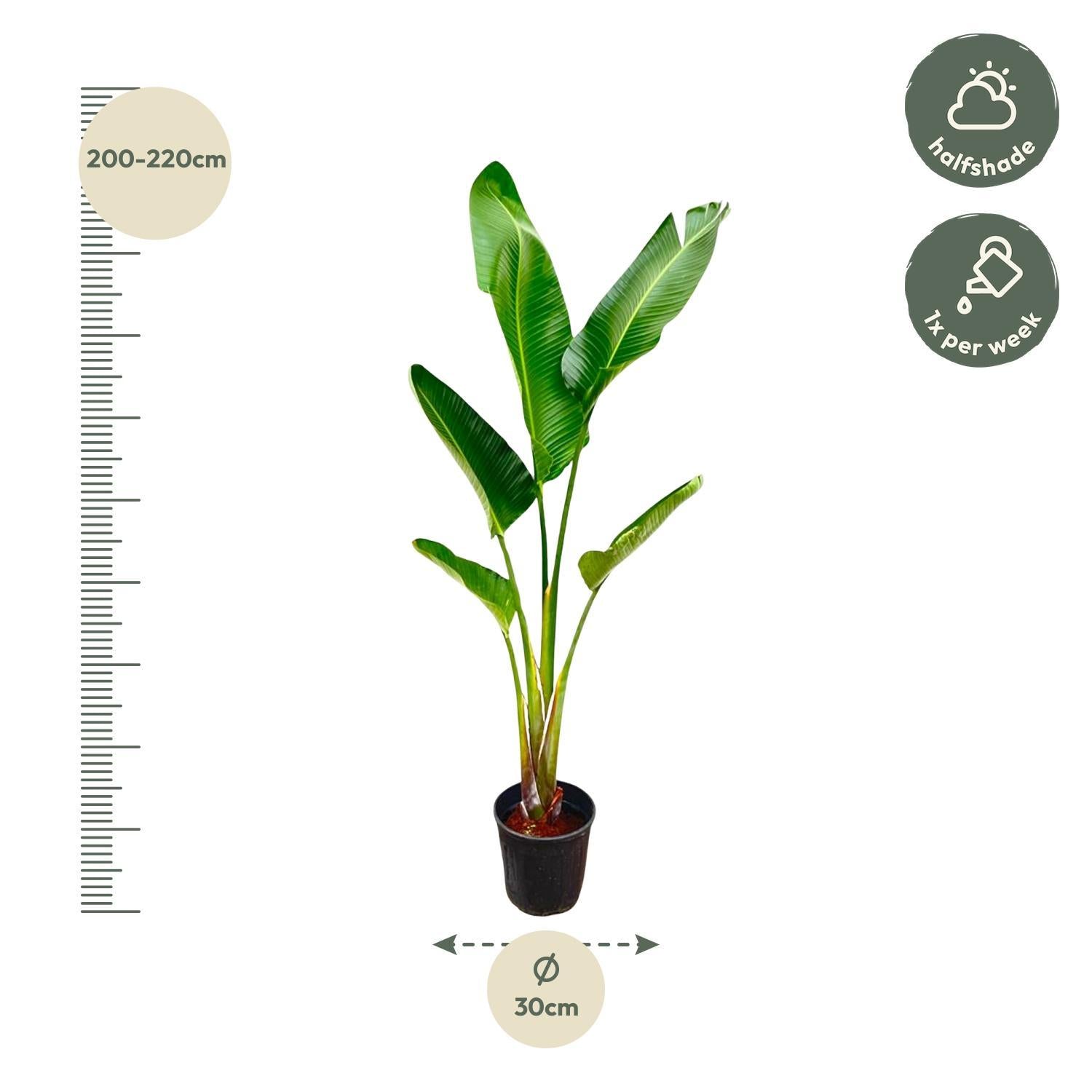 Strelitzia Augusta - 210cm - ?30