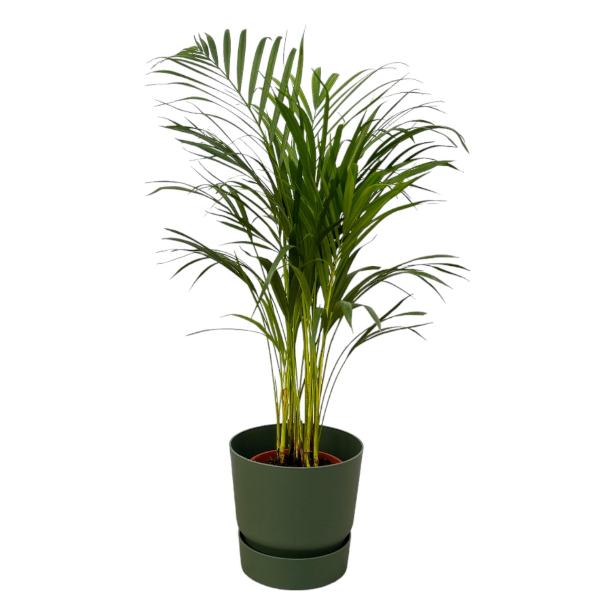 Areca palm - ?85cm - Ø19cm inclusief elho Greenville Rond groen D24xH23
