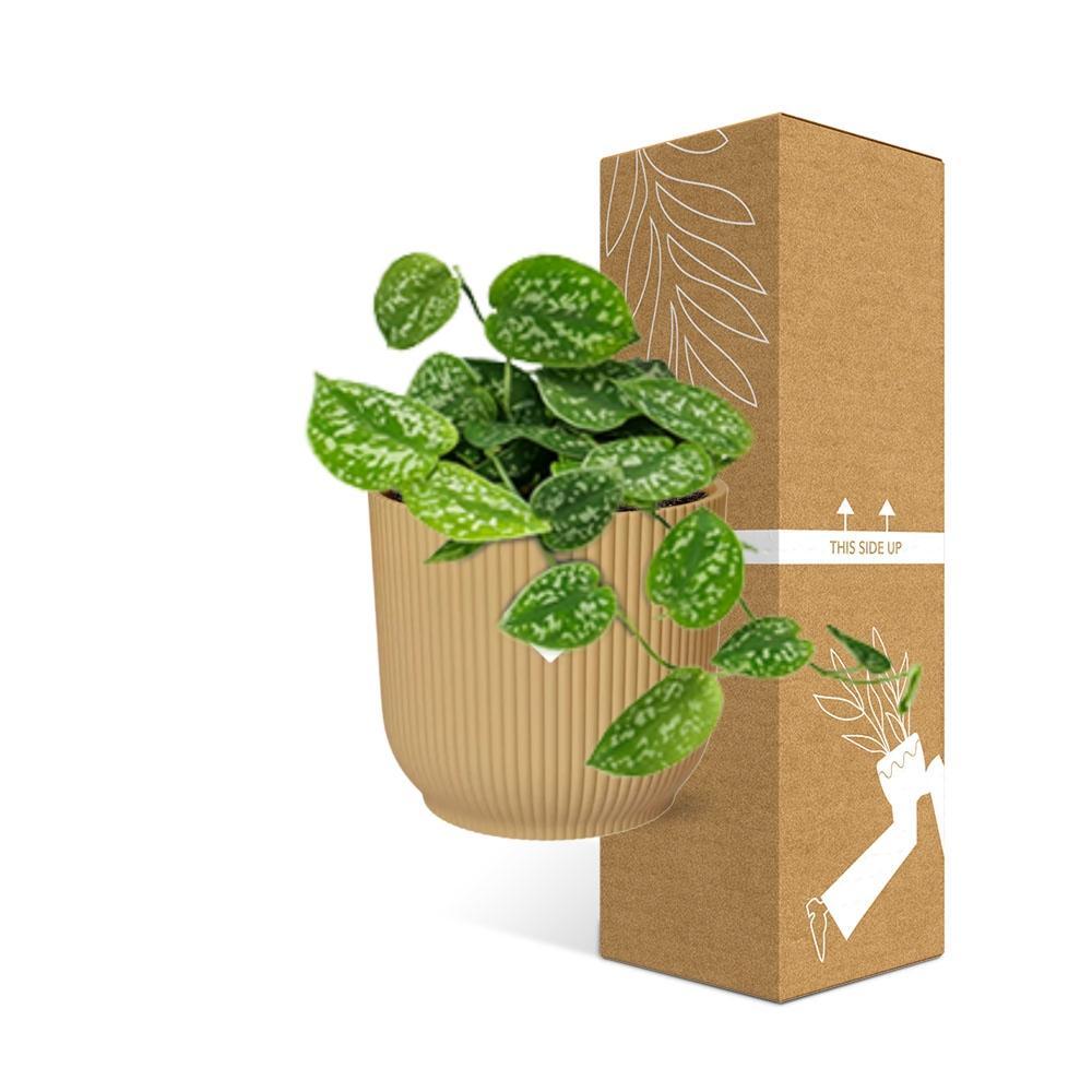 Scindapsus Pictus 'Argyraeus' in ELHO Vibes Fold 14cm geel