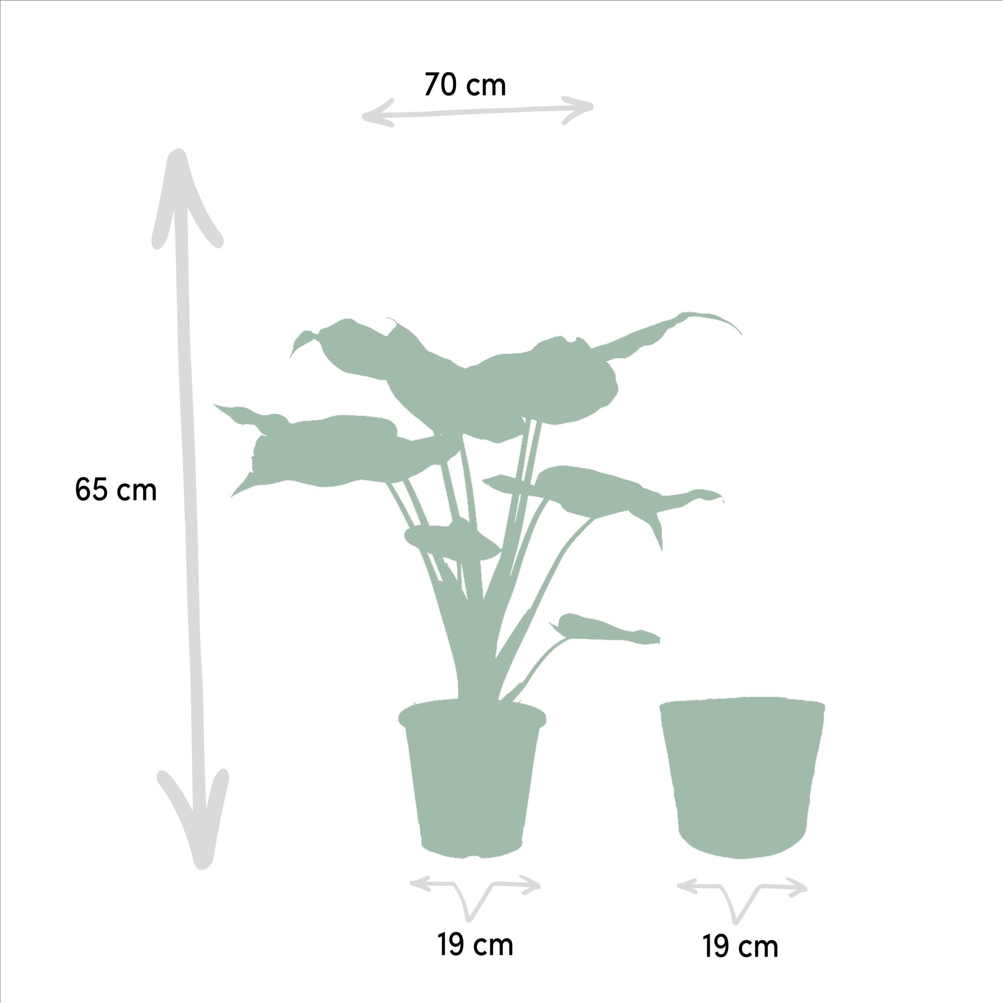 Alocasia Cucullata - Ø19cm - ↕60cm + Alocasia Lauterbachiana - Ø19cm - ↕75cm + Mand Selin