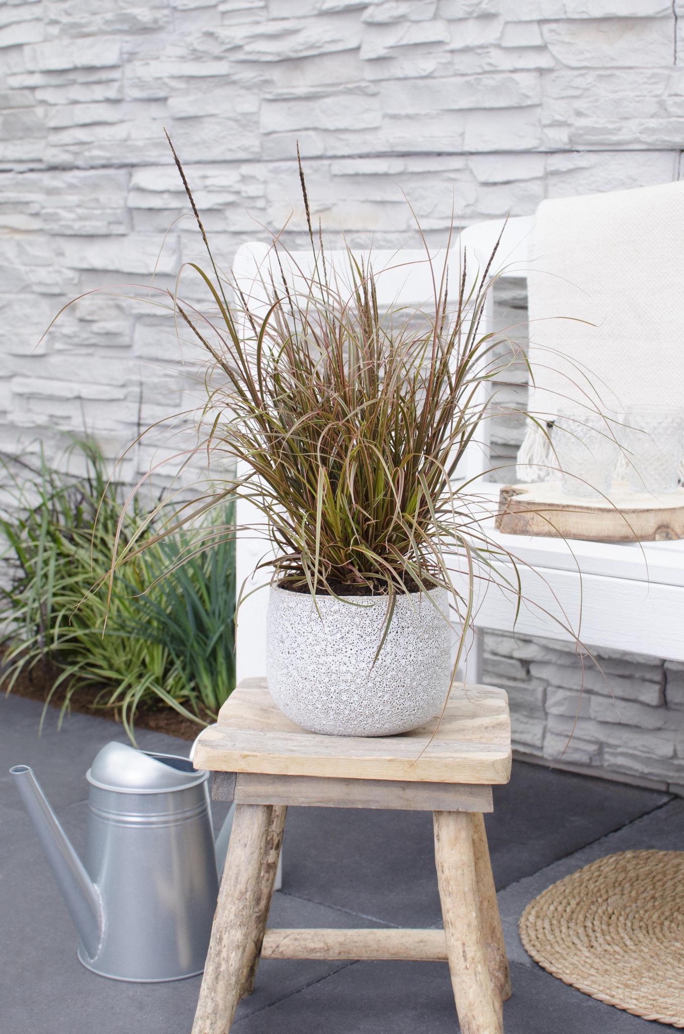 Uncinia rubra Everflame - Ø14 - ?30cm