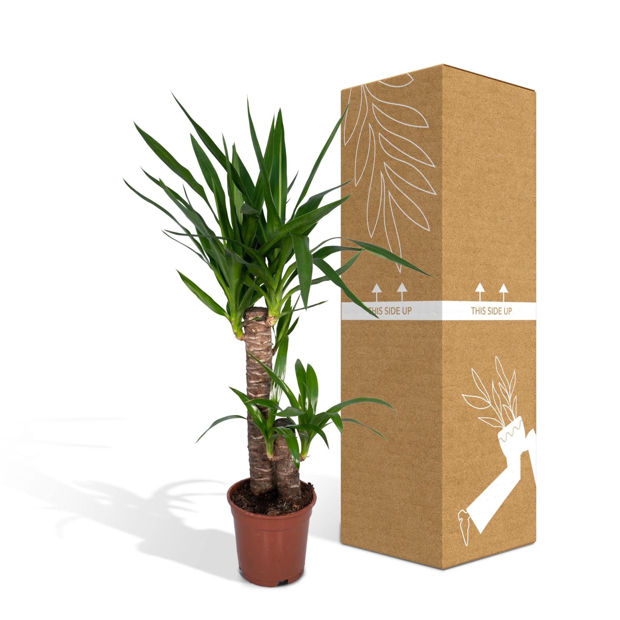 Yucca Olifantspoot - Ø17 - ?85cm