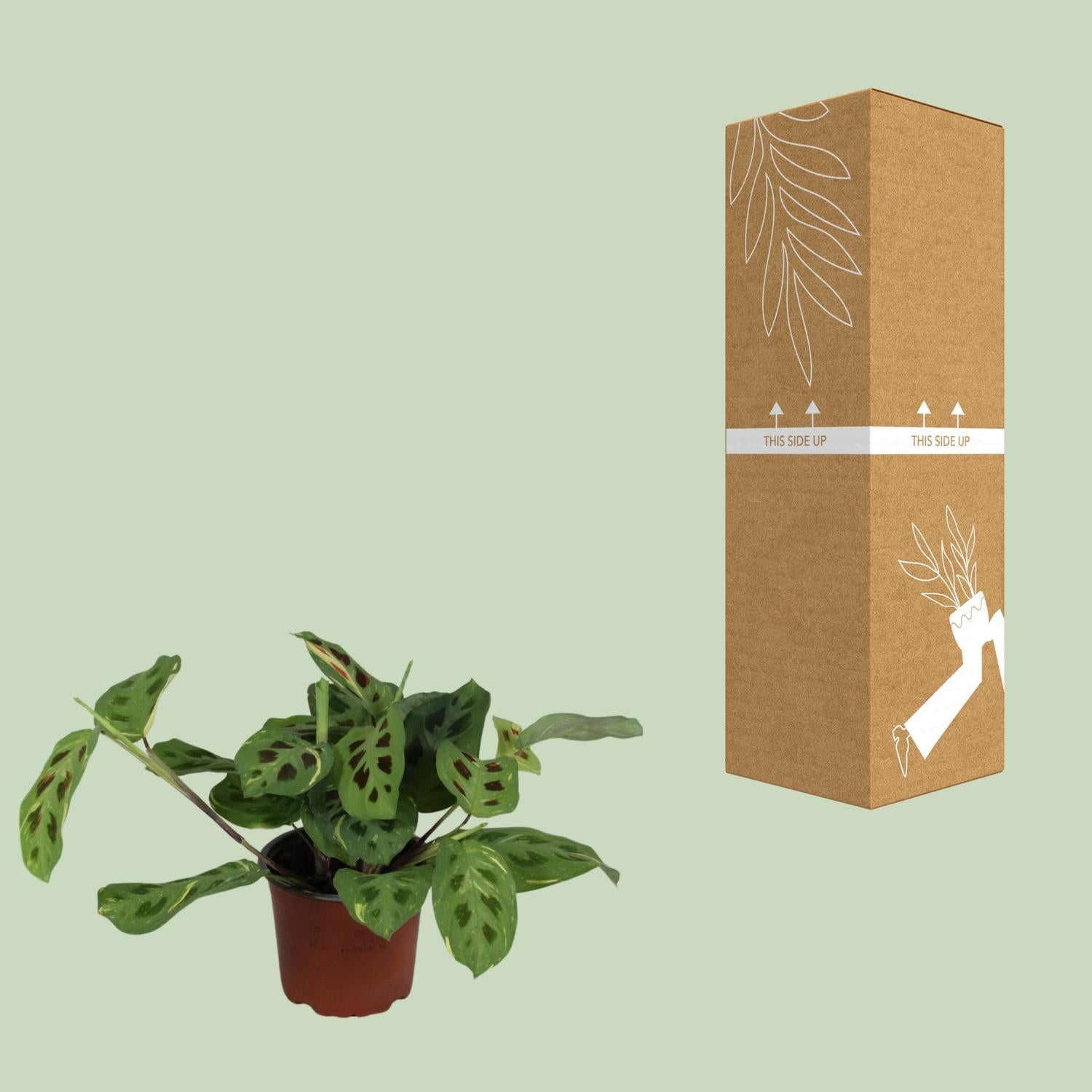 Maranta Leuconeura Tovenaar Variegata - Ø12cm - ↕30cm