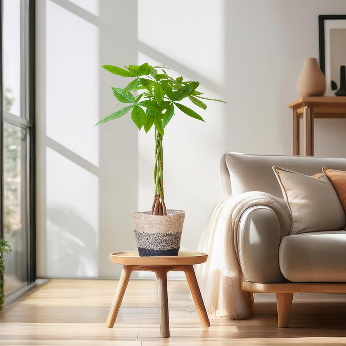 Pachira Aquatica mit Mand Lissabon schwarz - 80cm - Ø21