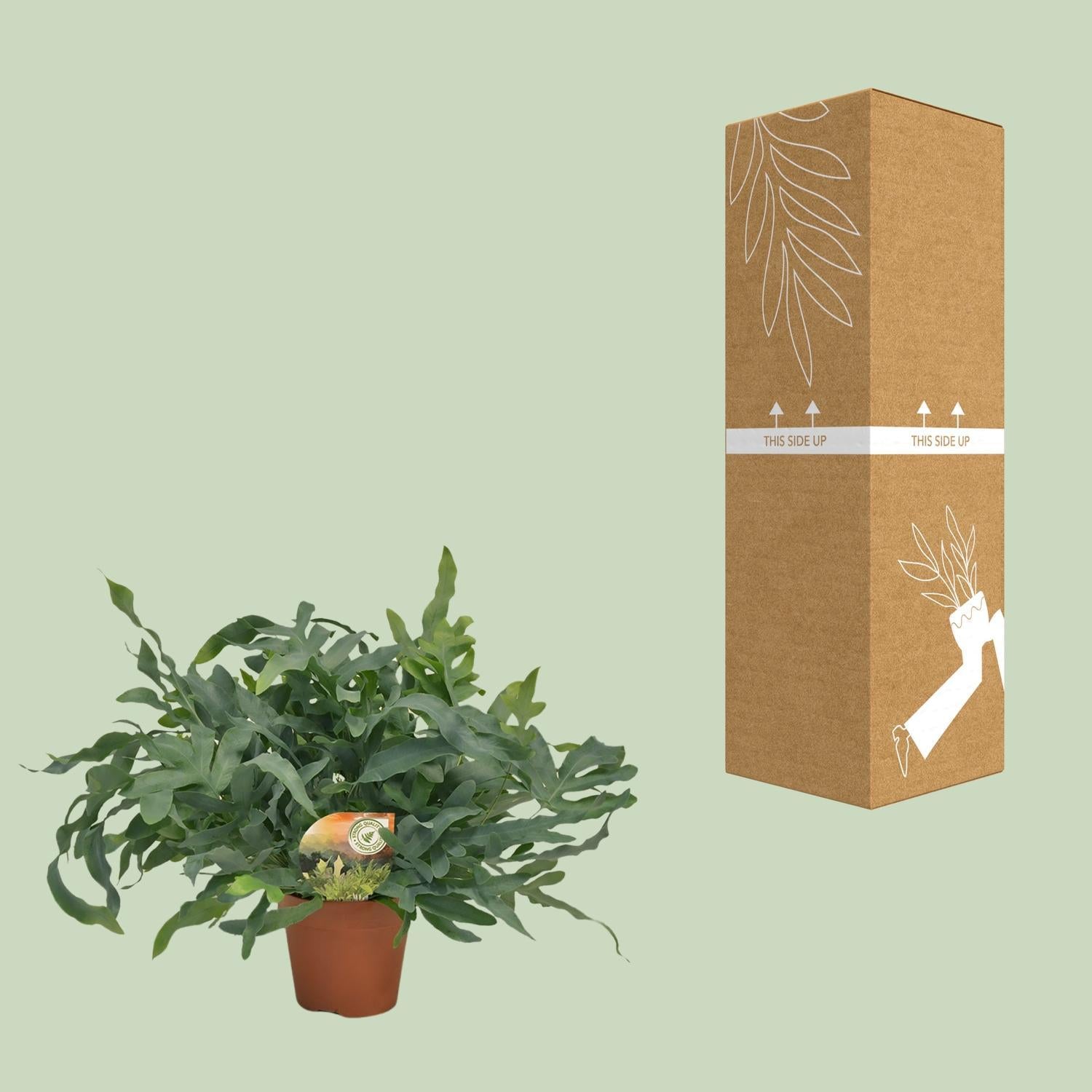 Phlebodium Blauwe Ster - Ø17 ↕60