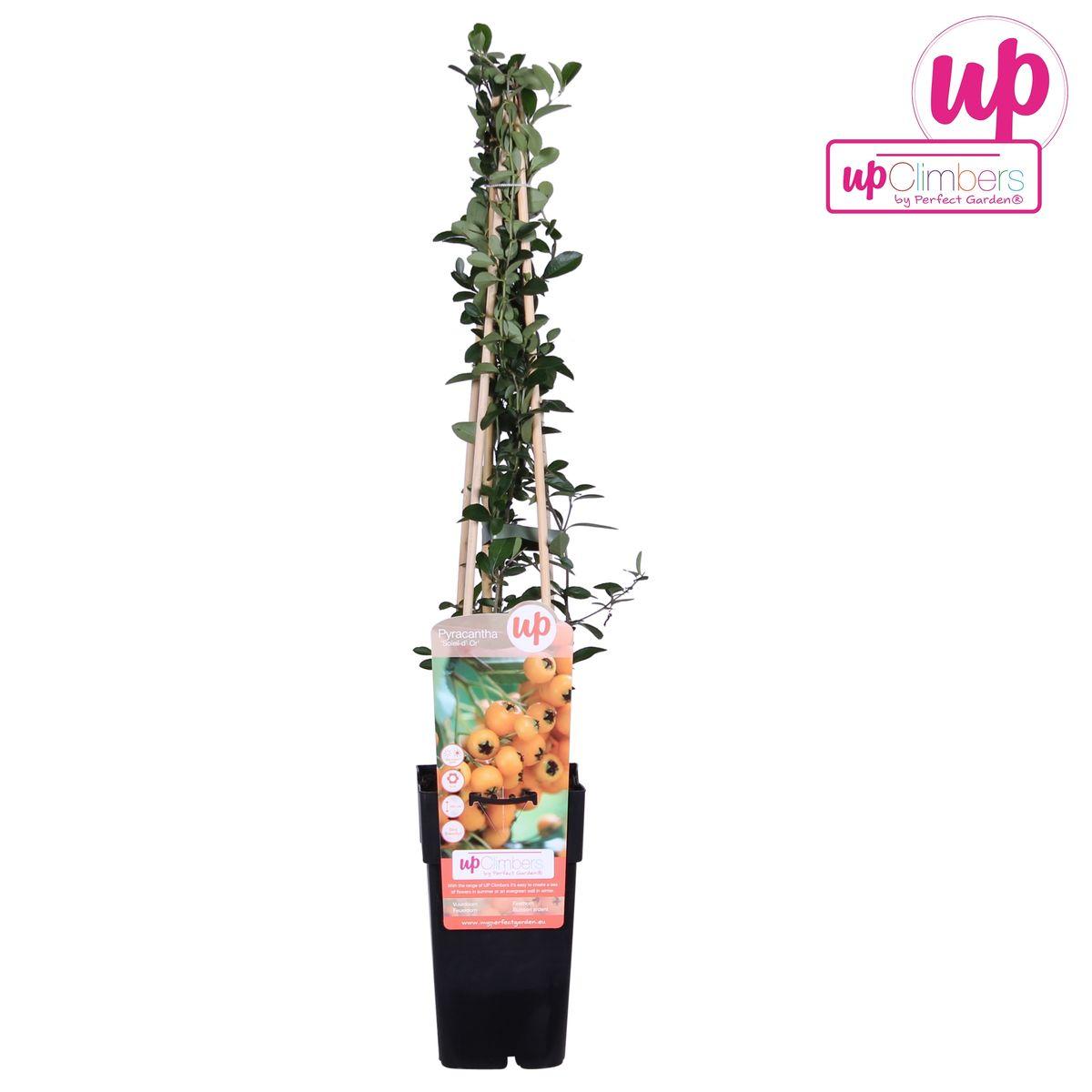 Vuurdoorn 'Soleil d'Or' - ?65cm - Ø15