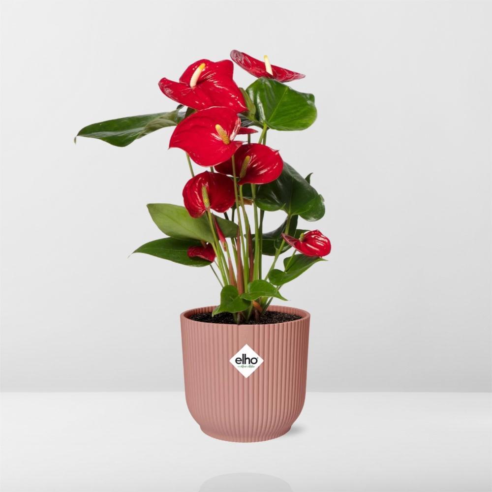 Anthurium Rood 12cm in ELHO Vibes Fold 14cm roze