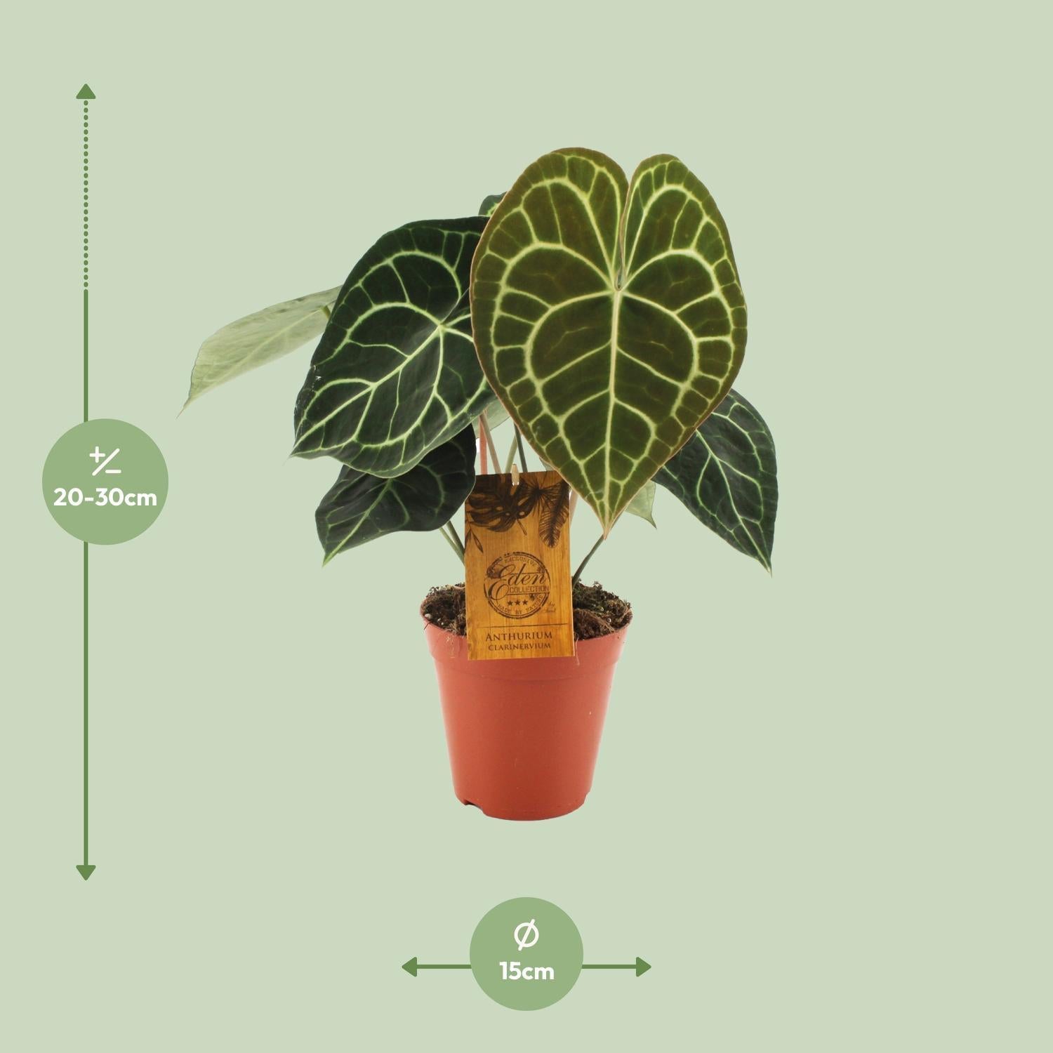 Anthurium Klarinervium - Ø15cm - ↕25cm