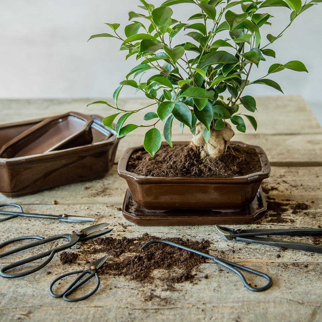 Bonsai wortelhaak - 20,5 cm - Bonsai gereedschap