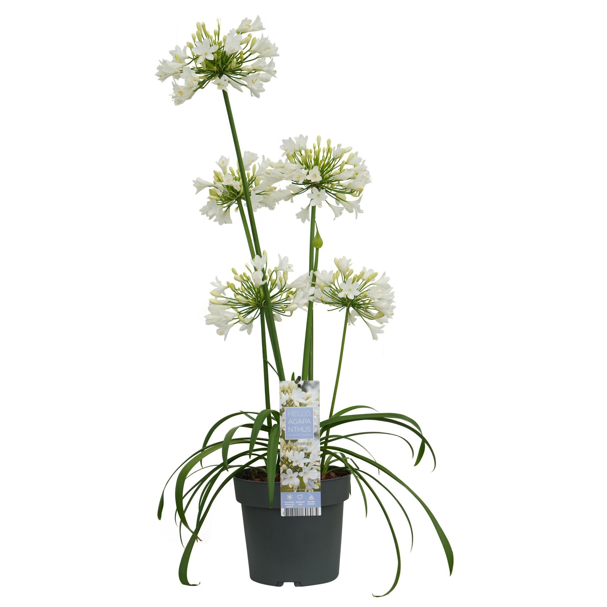 Agapanthus 'Ever White' - ?30cm - Ø19